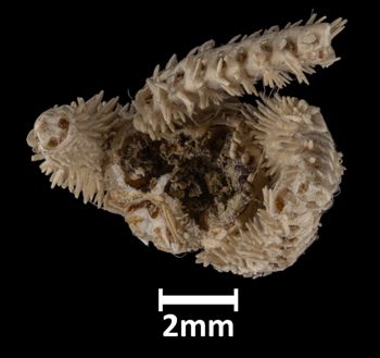 Media type: image;   Invertebrate Zoology OPH-2138 Aspect: dorsal